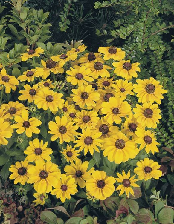 RUDBECKIA TOTO GOLD NR.1000 SEMI